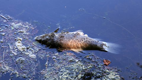 Dead fish in polluted water