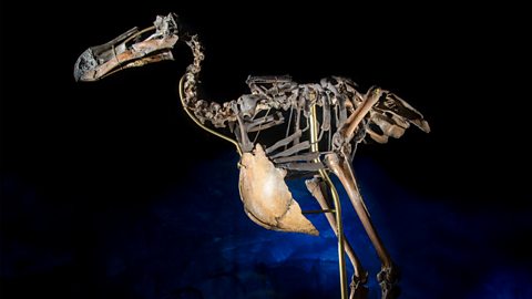 A dodo skeleton