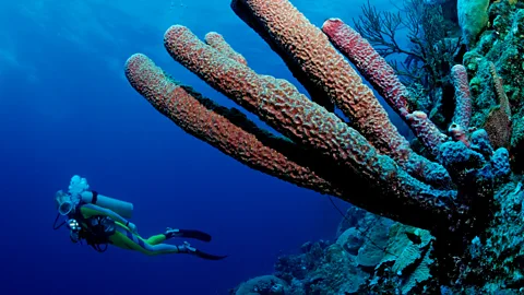 Alamy The chemicals locked in coral layers records of all sorts of human activity (Credit: Alamy)