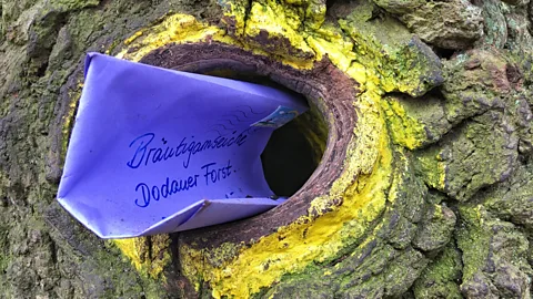 Eliot Stein Denies' mailed letter sits inside the oak tree's small knothole (Credit: Eliot Stein)