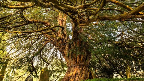 BBC Radio 4 - Radio 4 In Four - Seven Of The Most Sacred Plants In The ...