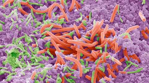 Alamy Personality is linked with many aspects of our biology, from our hormones and our immune system to the microbes in our gut (Credit: Alamy)