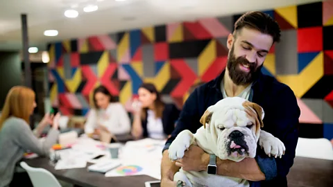 Getty Images Researchers are studying the impact of dogs at work on social support and stress reduction, performance, health and safety, and social interactions (Credit: Getty Images)
