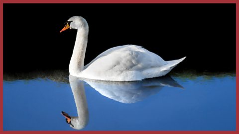 Picture of a swan  