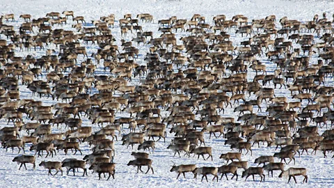 Mike MacEacheran The remote northern reaches of the Northwest Territories is home to Canada’s largest reindeer herd (Credit: Mike MacEacheran)