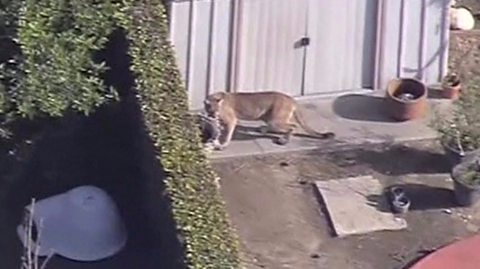 Colorado runner kills cougar in self-defence after attack - BBC News
