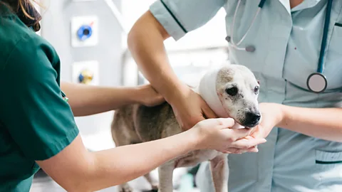 Getty Images The sugar treatment may work on wounds afflicting not only people, but pets (Credit: Getty Images)