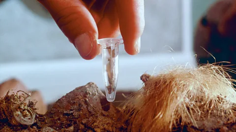 Science Photo Library A researcher takes a tissue sample from a frozen woolly mammoth (Credit: Science Photo Library)