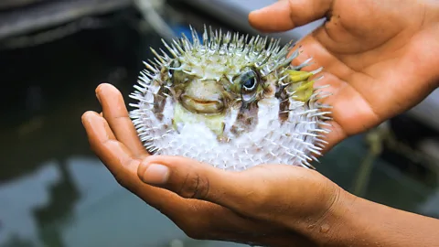 Getty Images Cloning could make specialised travel experiences, like eating fugu in Japan, more accessible (Credit: Getty Images)