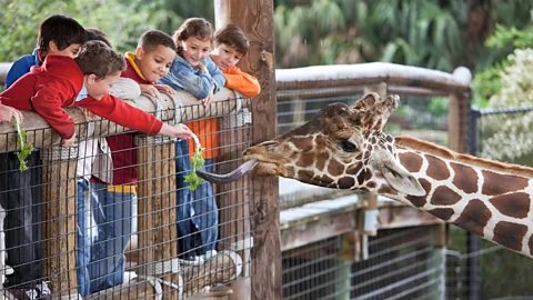 Getty Images Now animals are the stars of zoos, but in the future the emphasis could be on cloning technology instead (Credit: Getty Images)