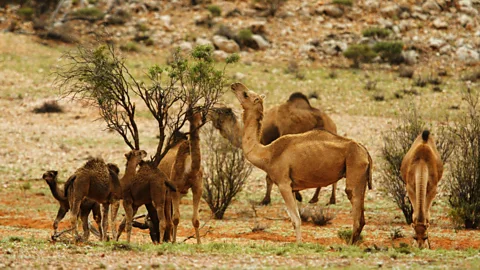The Sydney Morning Herald/Getty Images The feral camel population has become a nuisance, wreaking havoc on outback communities and the grazing lands of native wildlife (Credit: The Sydney Morning Herald/Getty Images)