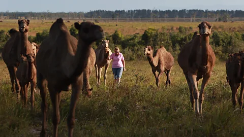 Lisa Maree Williams/Getty Images Camel farms like QCamel dairy (pictured) shine a positive light on the camel population by promoting the benefits of camel’s milk (Credit: Lisa Maree Williams/Getty Images)