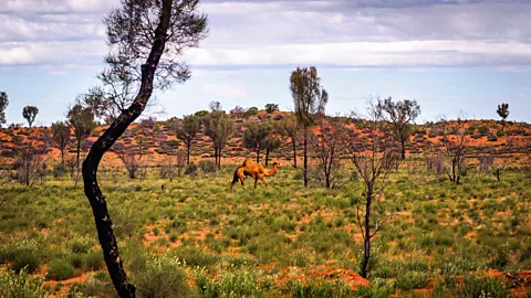 Posnov/Getty Images More than 1 million feral camels roam the Australian outback (Credit: Posnov/Getty Images)
