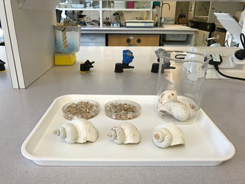 Swansea University scientists' seashell face wash plan - BBC News