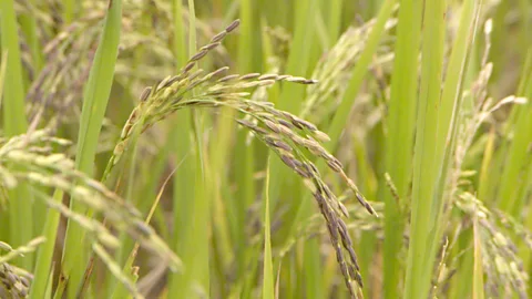Rice Ambient crops Lrg