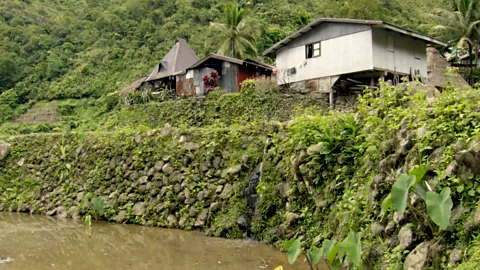 Rice Ambient house Lrg