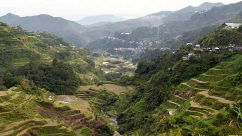 Rice Still Scenic3