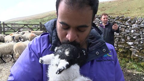 A Yorkshire farm offers asylum seekers taste of a new life