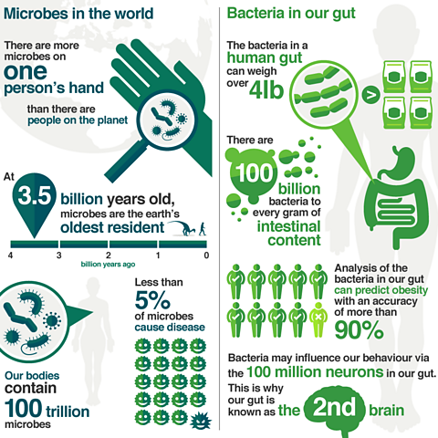 Microbes infographic