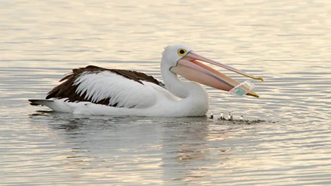 Alamy Many organisms ingest plastic (Credit: Alamy)
