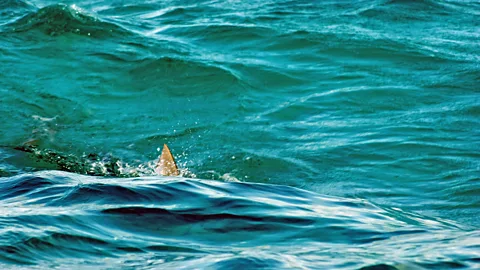 Mico Siren/Alamy Preserving the Yanyuwa language is tied to preserving the creatures of the sea (Credit: Mico Siren/Alamy)