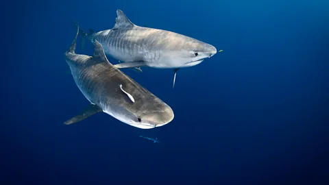 David Doubilet/Getty Images Graham Friday: “The five different words women and men have for shark shows how close a bond Yanyuwa have with the animal” (Credit: David Doubilet/Getty Images)