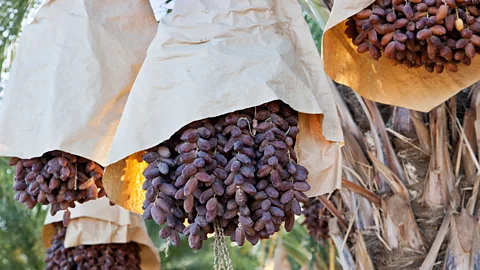 inga spence/Alamy One date palm can produce up to 300lbs of fruit each season (Credit: inga spence/Alamy)