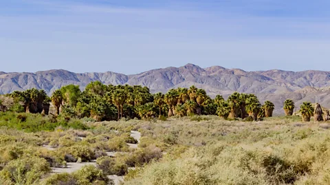 Chon Kit Leong/Alamy The Coachella Valley’s hot, arid landscape is ideal for cultivating dates (Credit: Chon Kit Leong/Alamy)
