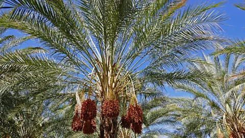 Yvonne Weischedel At the turn of the 20th Century, explorers brought date palms back from North Africa and the Middle East to cultivate in the US (Credit: Yvonne Weischedel)