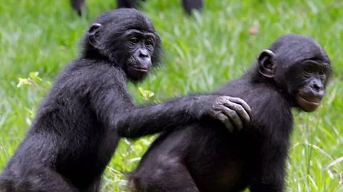 Getty Images Behaviours hard-wired into humans, like those seen in a group of bonobos, are all there in the English 19th-Century novel, according to Ian McEwan (Credit: Getty Images)