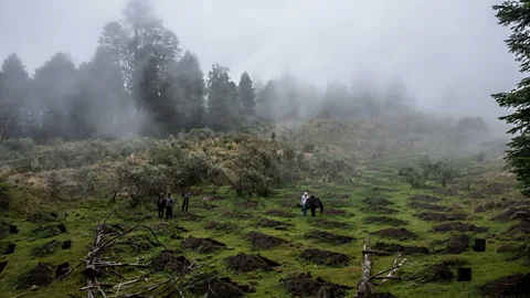 Carlos Cazalis/INSTITUTE (Credit: Carlos Cazalis/INSTITUTE)
