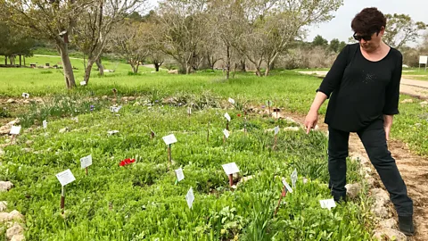 Shira Rubin Food archaeologist Tova Dickstein has been cultivating the ingredients used in the ‘biblical diet’, some of which are making a comeback (Credit: Shira Rubin)