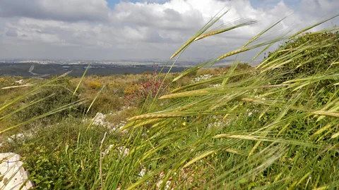 IAISI/Getty Images Dickstein works with fellow Israeli and Palestinian food researchers to decrypt the evolution of local foods like ancient grains (Credit: IAISI/Getty Images)