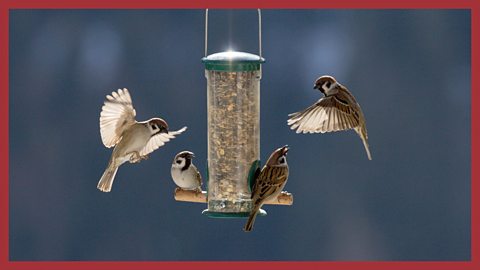 Image: sparrows at a bird-feeder