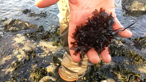 dulse, Northern Ireland
