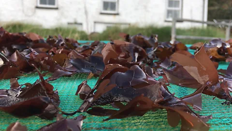 dulse, Northern Ireland