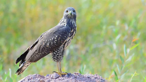 S.B. Nace/Getty Images According to forest ranger Terrilyn Green, the migration pattern of the common black hawk is another way to track time (Credit: S.B. Nace/Getty Images)