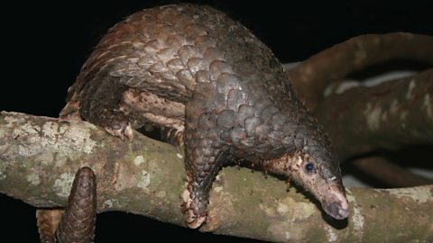 BBC Two - Natural World - Saving Pangolins from Extinction