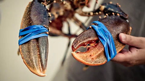 Getty Images The use of rubber bands to secure the claws of lobsters has led to a huge new worldwide market for elastic (Credit: Getty Images)