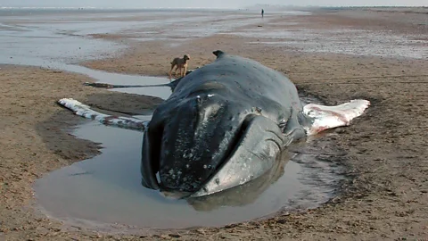 Cetacean Strandings Investigation Programme, Zoological Society of London A humpback whale on the beach of Kent is one of 600 cetaceans to wash up on UK shores each year (Credit: Cetacean Strandings Investigation Programme, Zoological Society of London)