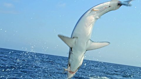 What makes mako sharks such fast swimmers?