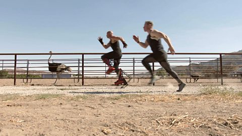 What makes an ostrich such a fast runner?