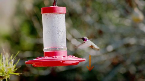 How do hummingbirds defy gravity to hover?