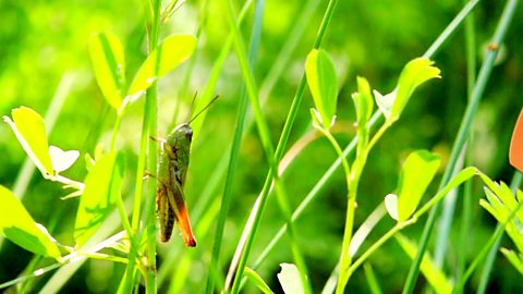 What makes grasshoppers so good at jumping?