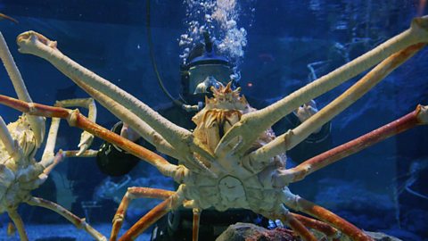 How are Japanese spider crabs able to survive at extreme depths?