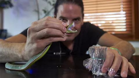 Getty Images Venom extracted from a Pope's Pit Viper (Credit: Getty Images)