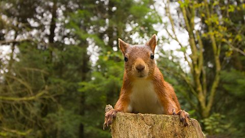 Red Squirrel