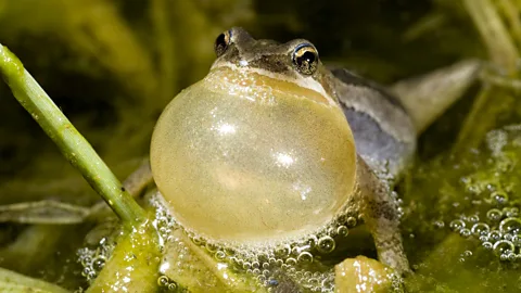 Getty Images Many animals, such as male frogs, lower their vocal pitch to assert their dominance over others nearby (Credit: Getty Images)