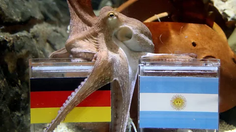 Getty Images Paul the octopus was one of the more successful animal psychics when it came to predicting the outcome of World Cup matches (Credit: Getty Images)