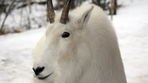 Mike MacEacheran The Carcross Desert is home to a variety of wildlife, including dall sheep and mountain goats (Credit: Mike MacEacheran)